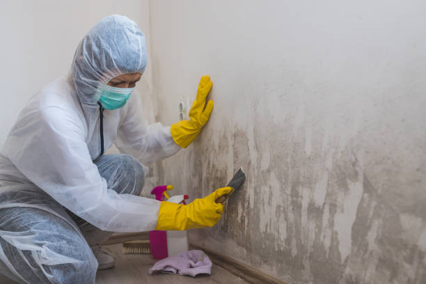 Best Asbestos and Lead Testing During Mold Inspection  in Forestde, AL