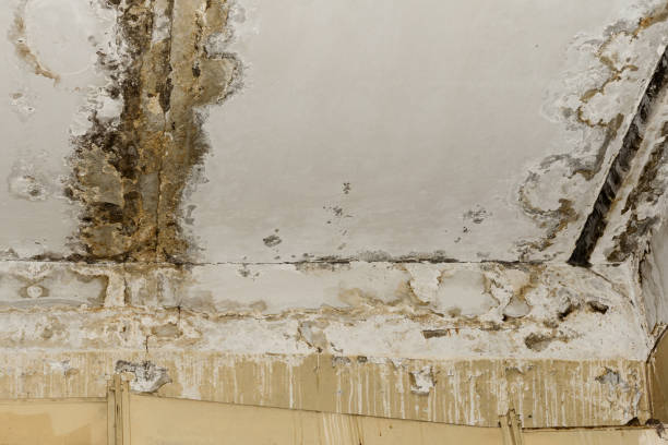 Best Mold Damage Restoration  in Forestde, AL