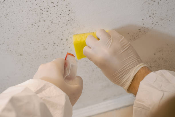 Reliable Forestdale, AL Mold Removal Solutions