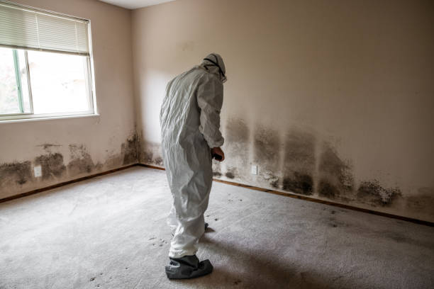 Best Attic Mold Removal  in Forestde, AL