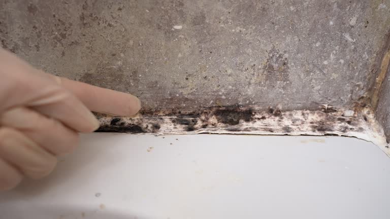 Best Mold Removal for HVAC Installations  in Forestde, AL